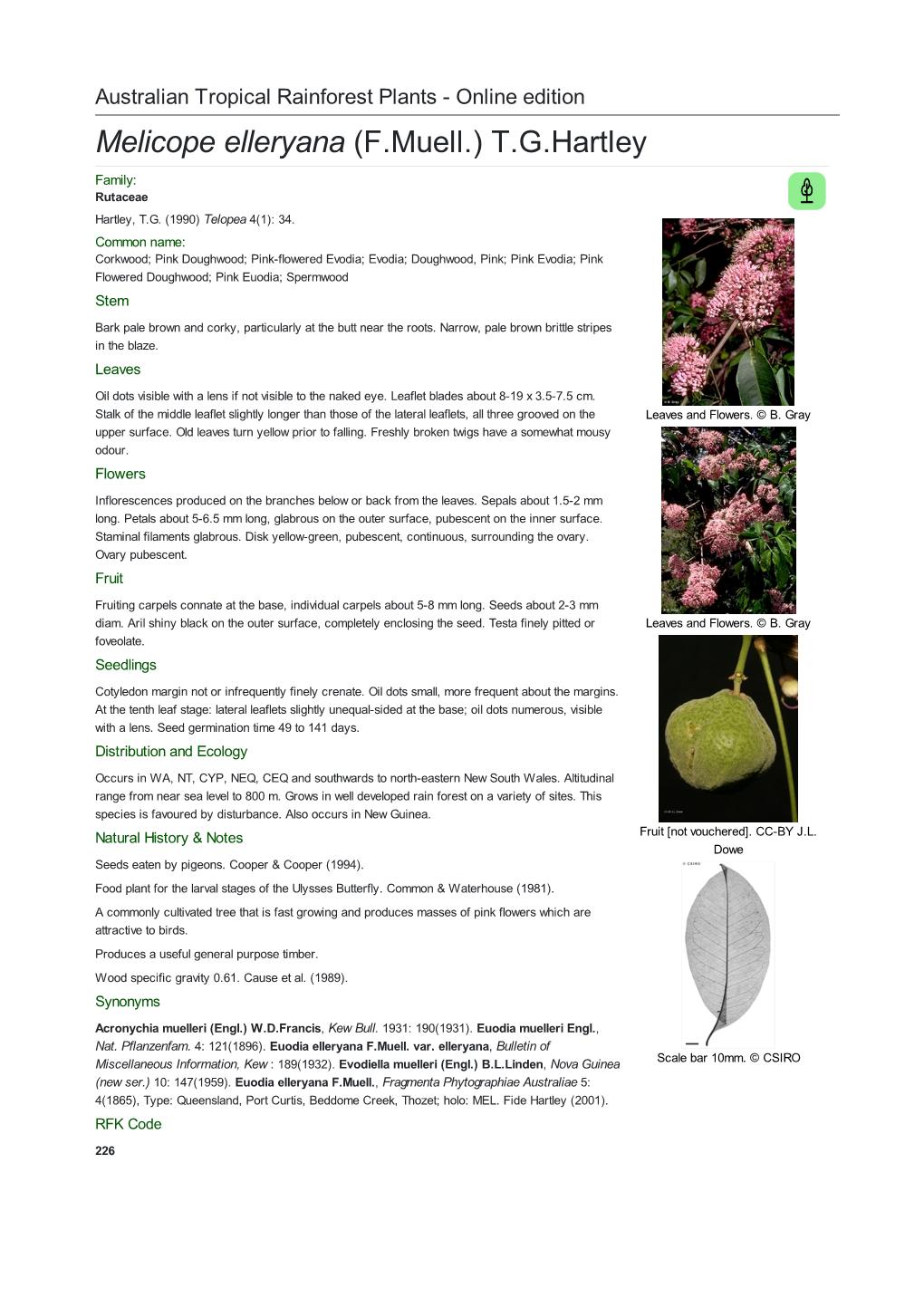 Melicope Elleryana (F.Muell.) T.G.Hartley Family: Rutaceae Hartley, T.G