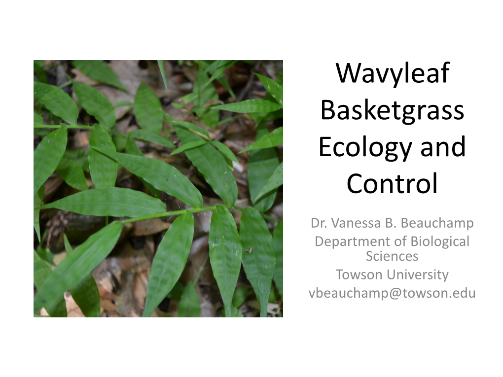 Wavyleaf Basketgrass Ecology and Control Dr