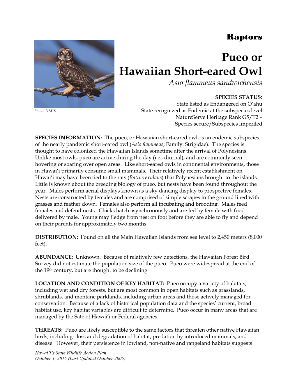 Pueo Or Hawaiian Short-Eared Owl Asio Flammeus Sandwichensis