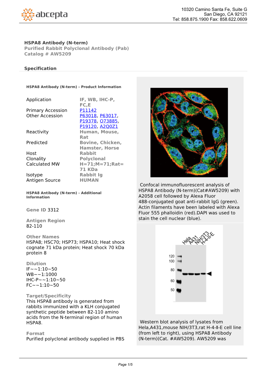 HSPA8 Antibody (N-Term) Purified Rabbit Polyclonal Antibody (Pab) Catalog # AW5209