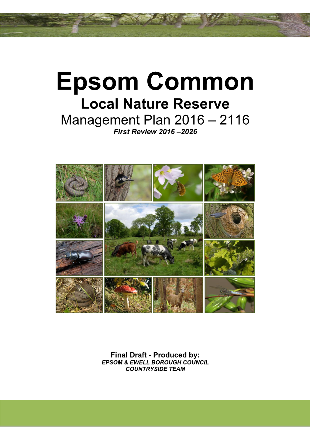 Epsom Common Local Nature Reserve Management Plan 2016 – 2116 First Review 2016 –2026