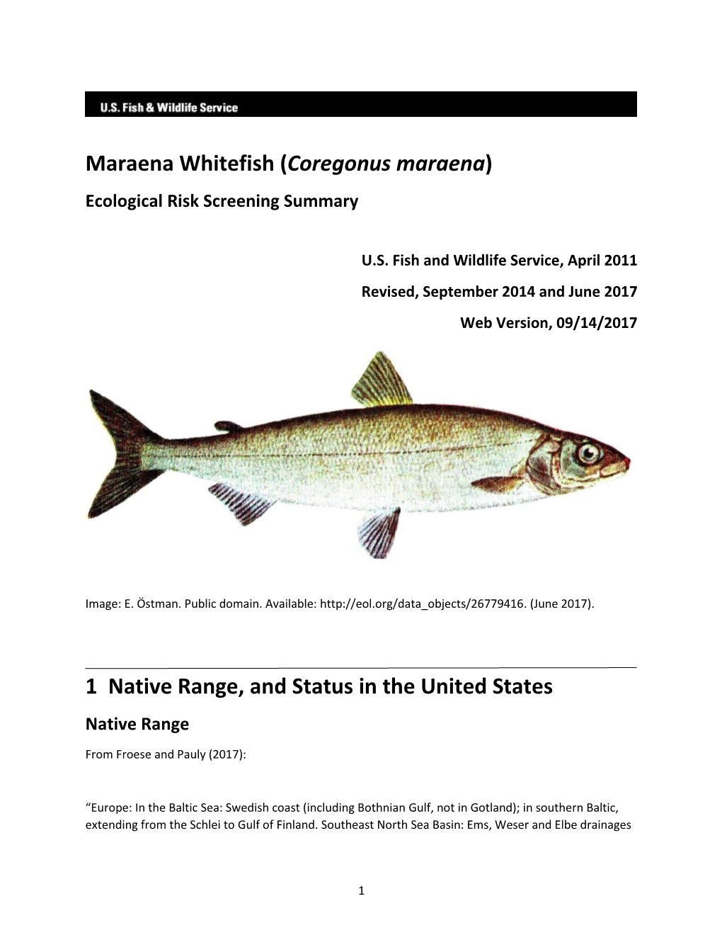 Coregonus Maraena) Ecological Risk Screening Summary