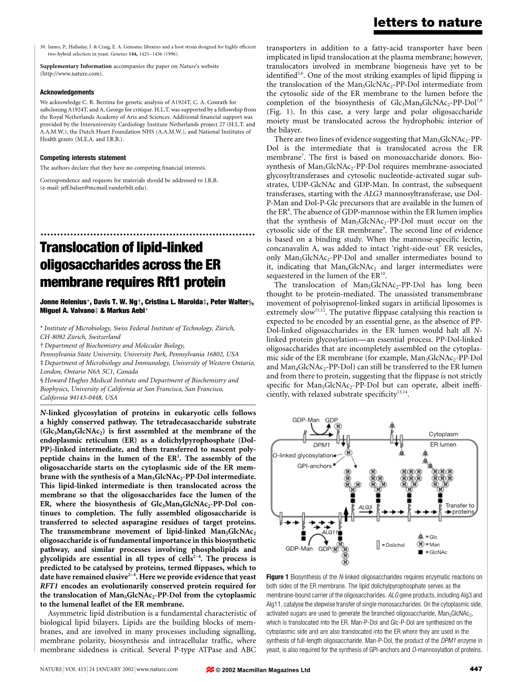 Translocation of Lipid-Linked Oligosaccharides Across the ER