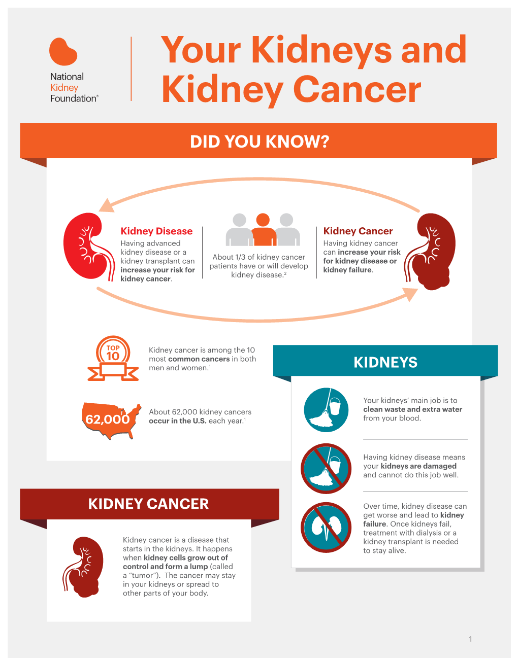 Your Kidneys and Kidney Cancer