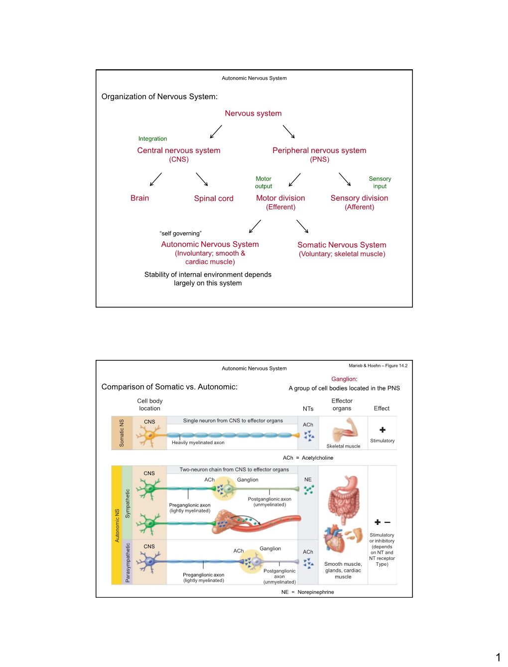 Nervous System Central Nervous System Peripheral Nervous System Brain Spinal Cord Sensory Division Motor Division Somatic Nervou