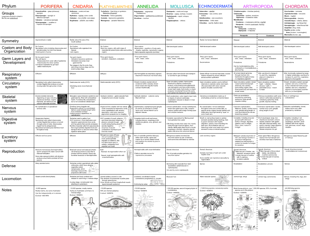 Animal Phylum Poster Porifera