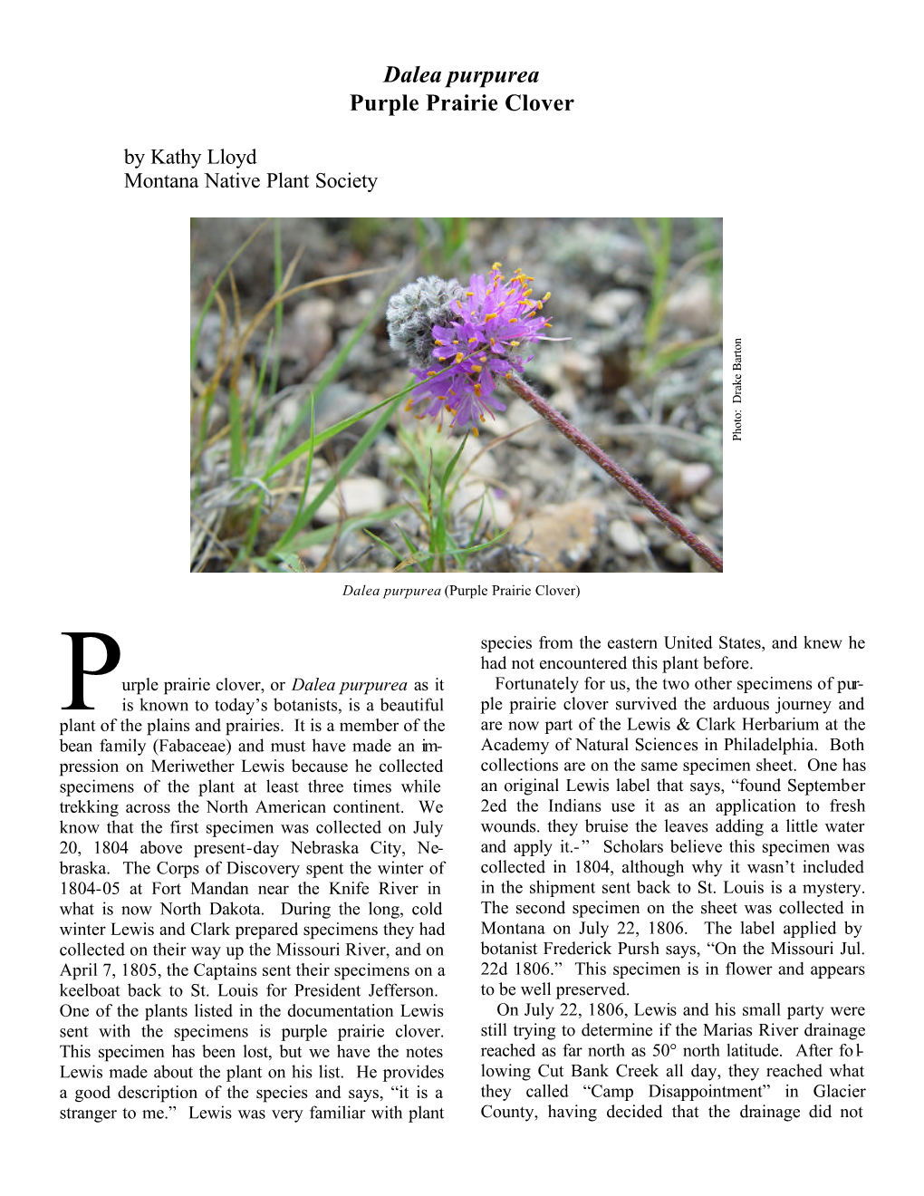 Dalea Purpurea Purple Prairie Clover