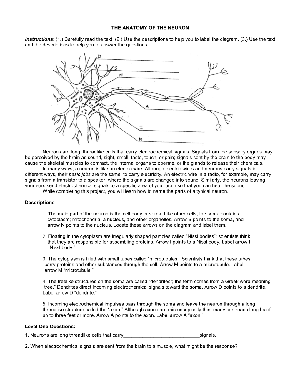 The Anatomy of the Neuron