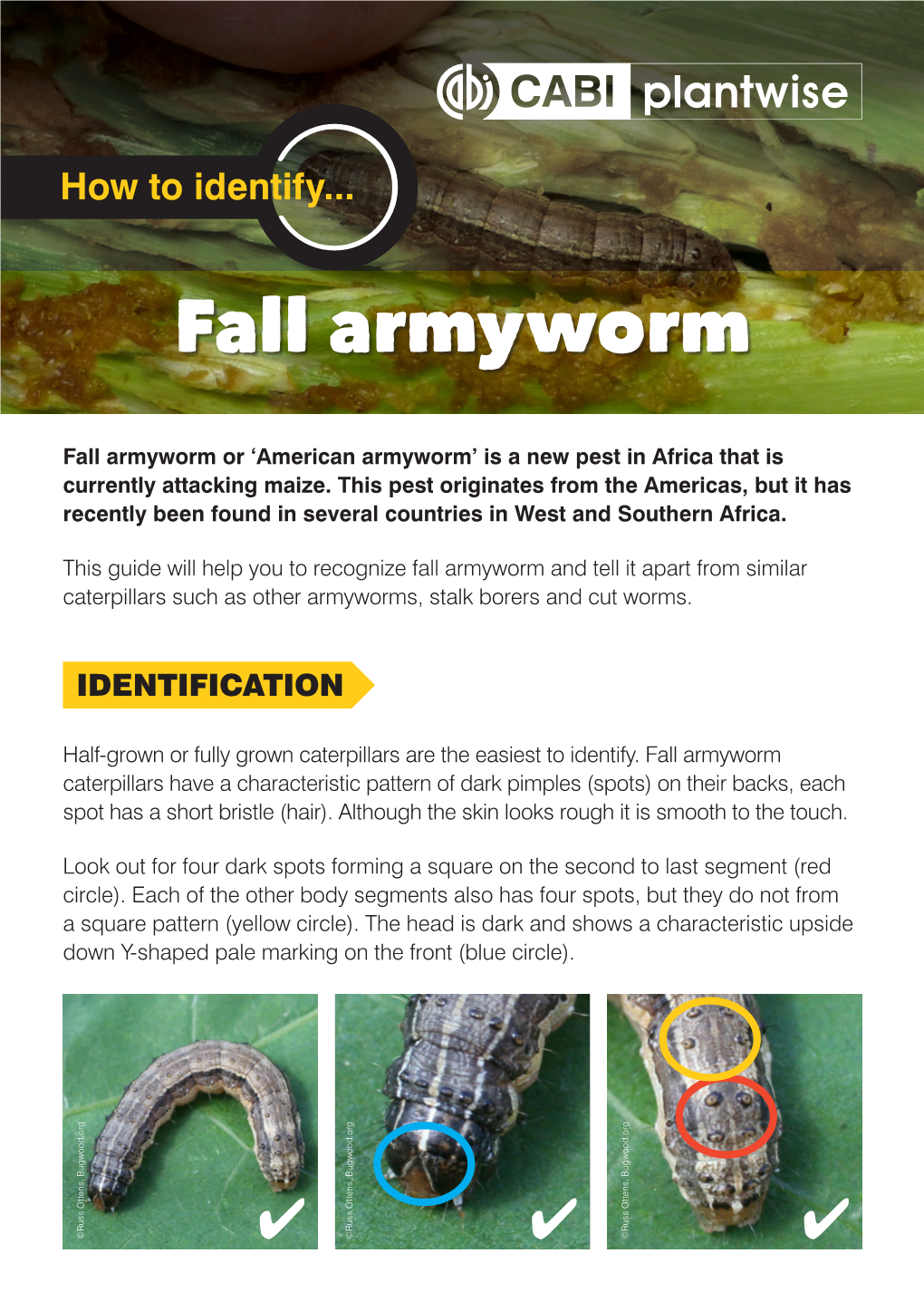 Fall Armyworm