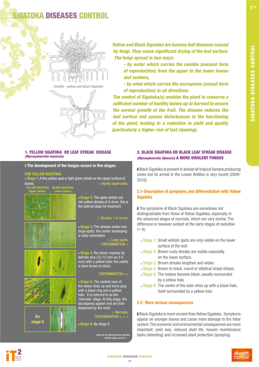 Sigatoka Diseases Control