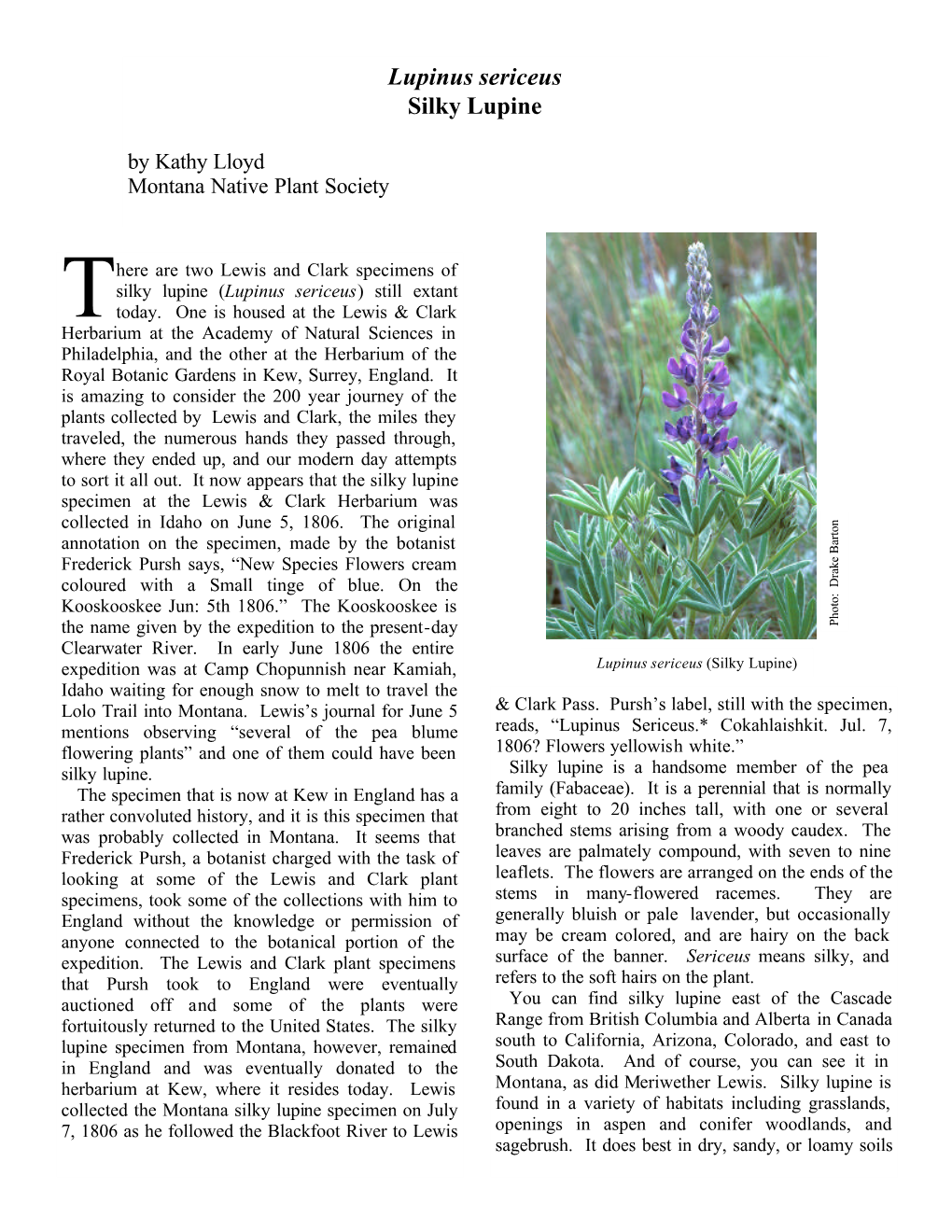 Lupinus Sericeus (Silky Lupine) (Pdf)