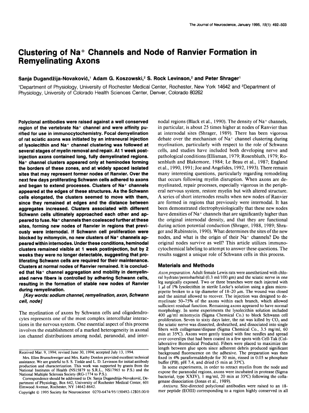 Clustering of Na+ Channels and Node of Ranvier Formation in Remyelinating Axons