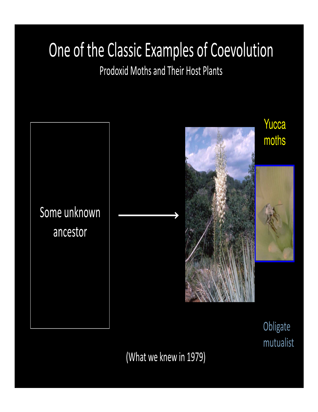 Slide Show Coevolution of Prodoxid Moths