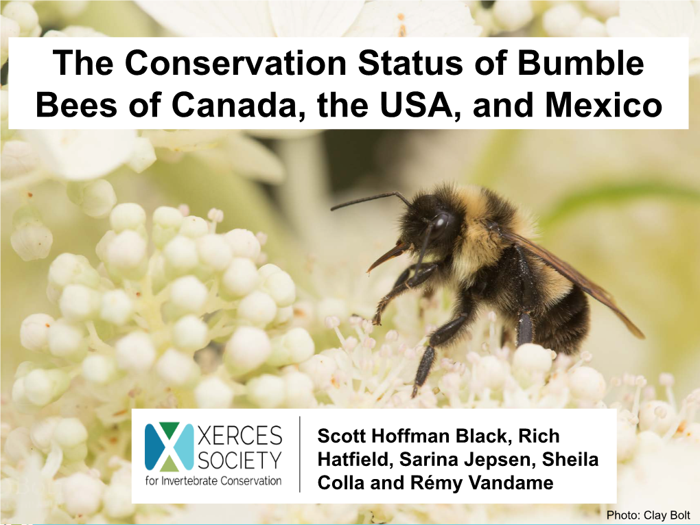 The Conservation Status of Bumble Bees of Canada, the USA, and Mexico