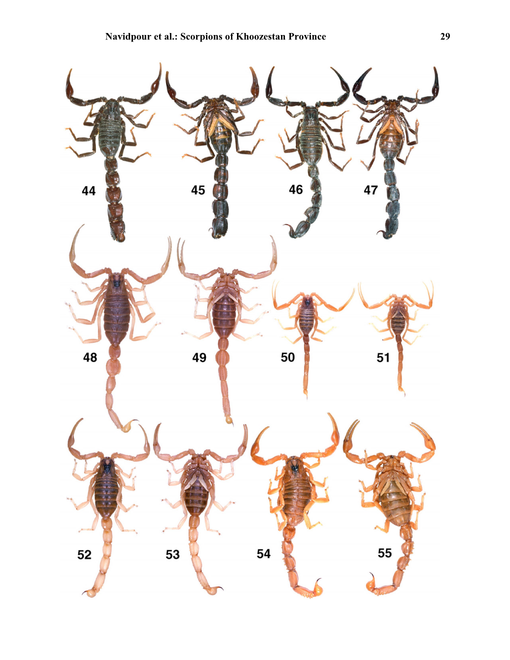 Scorpions of Khoozestan Province 29