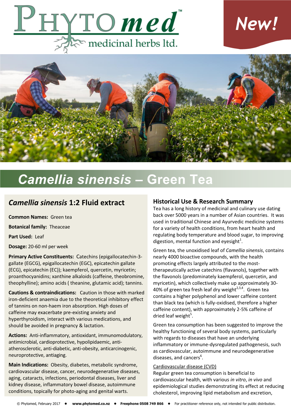 Camellia Sinensis – Green Tea