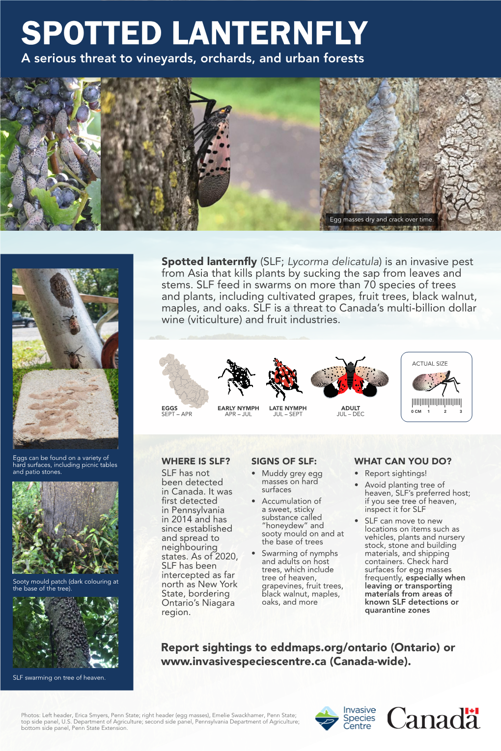 SPOTTED LANTERNFLY a Serious Threat to Vineyards, Orchards, and Urban Forests