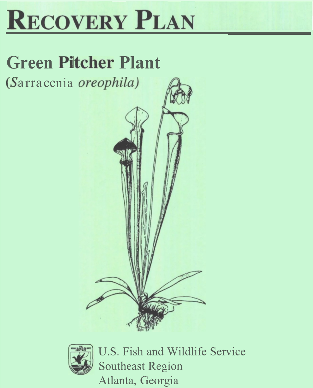 Pl (Sarracenia Tcher Plant
