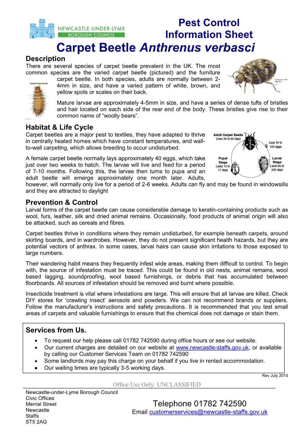 Carpet Beetle Anthrenus Verbasci Description There Are Several Species of Carpet Beetle Prevalent in the UK