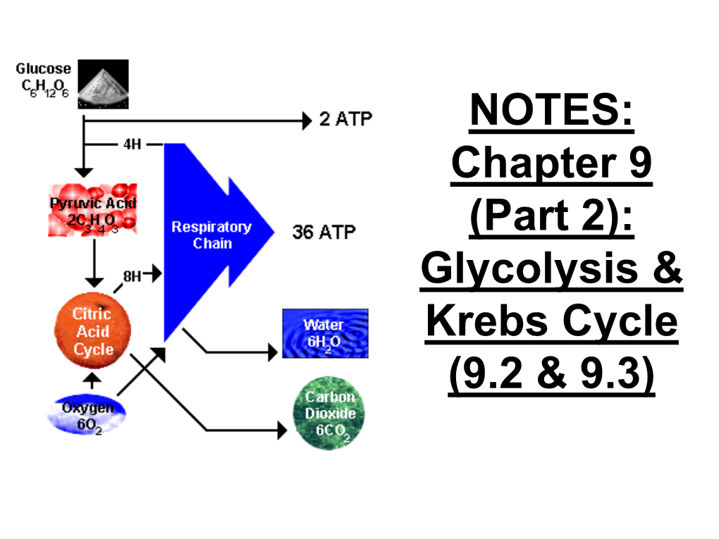 Chapter 9 (Part 2): Glycolysis & Krebs Cycle (9.2 & 9.3)