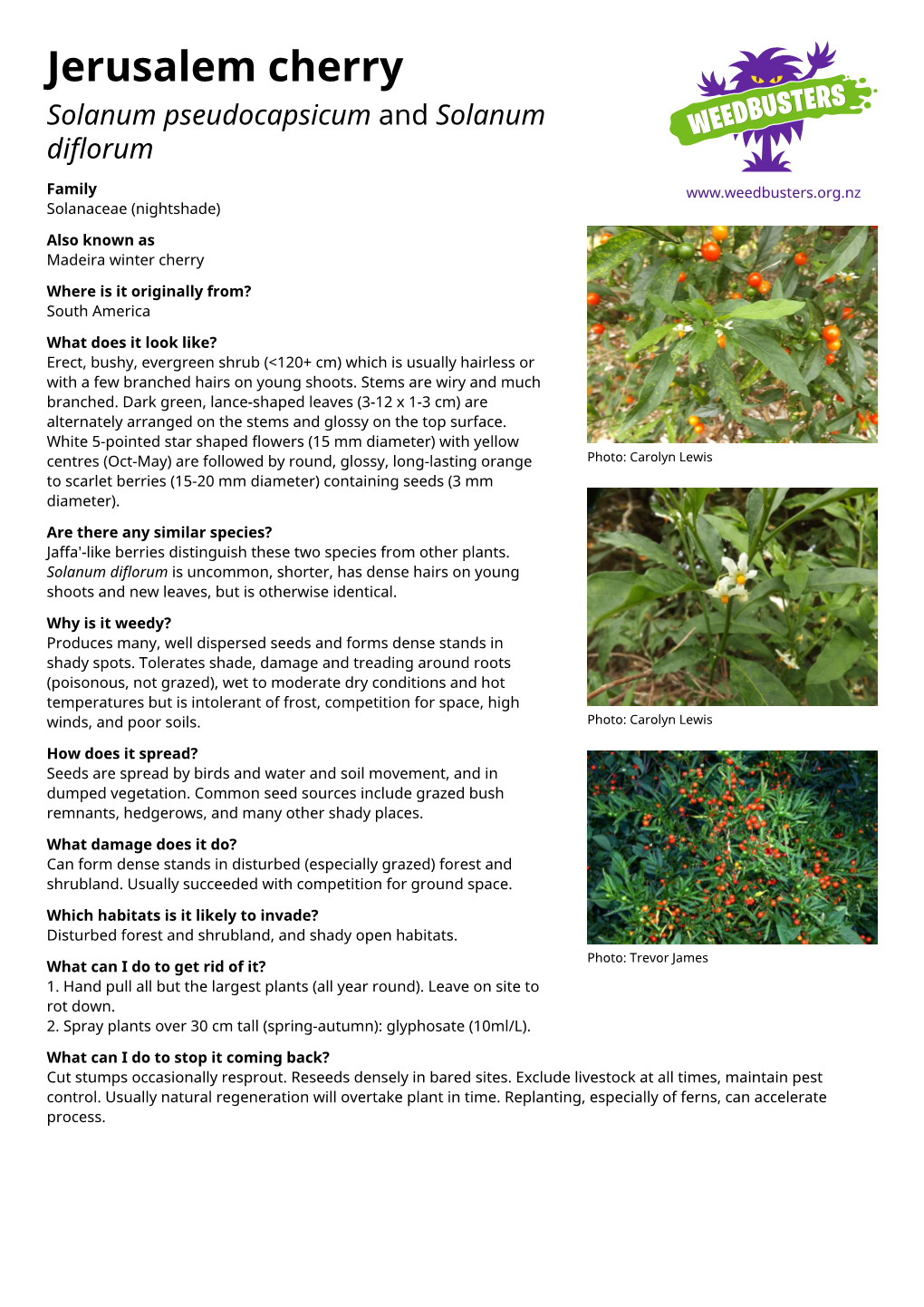 Jerusalem Cherry Solanum Pseudocapsicum and Solanum Diflorum