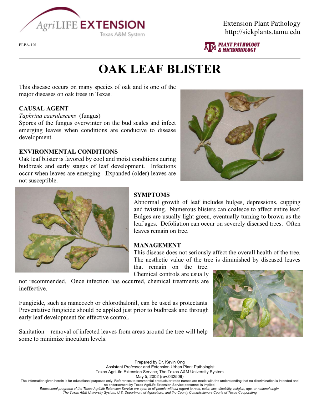 Oak Leaf Blister