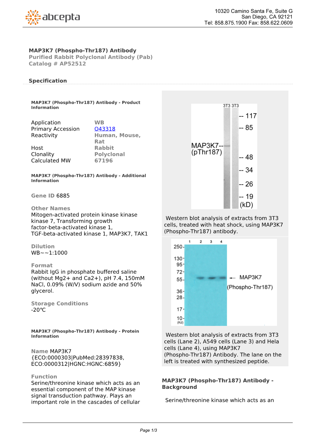 MAP3K7 (Phospho-Thr187) Antibody Purified Rabbit Polyclonal Antibody (Pab) Catalog # AP52512