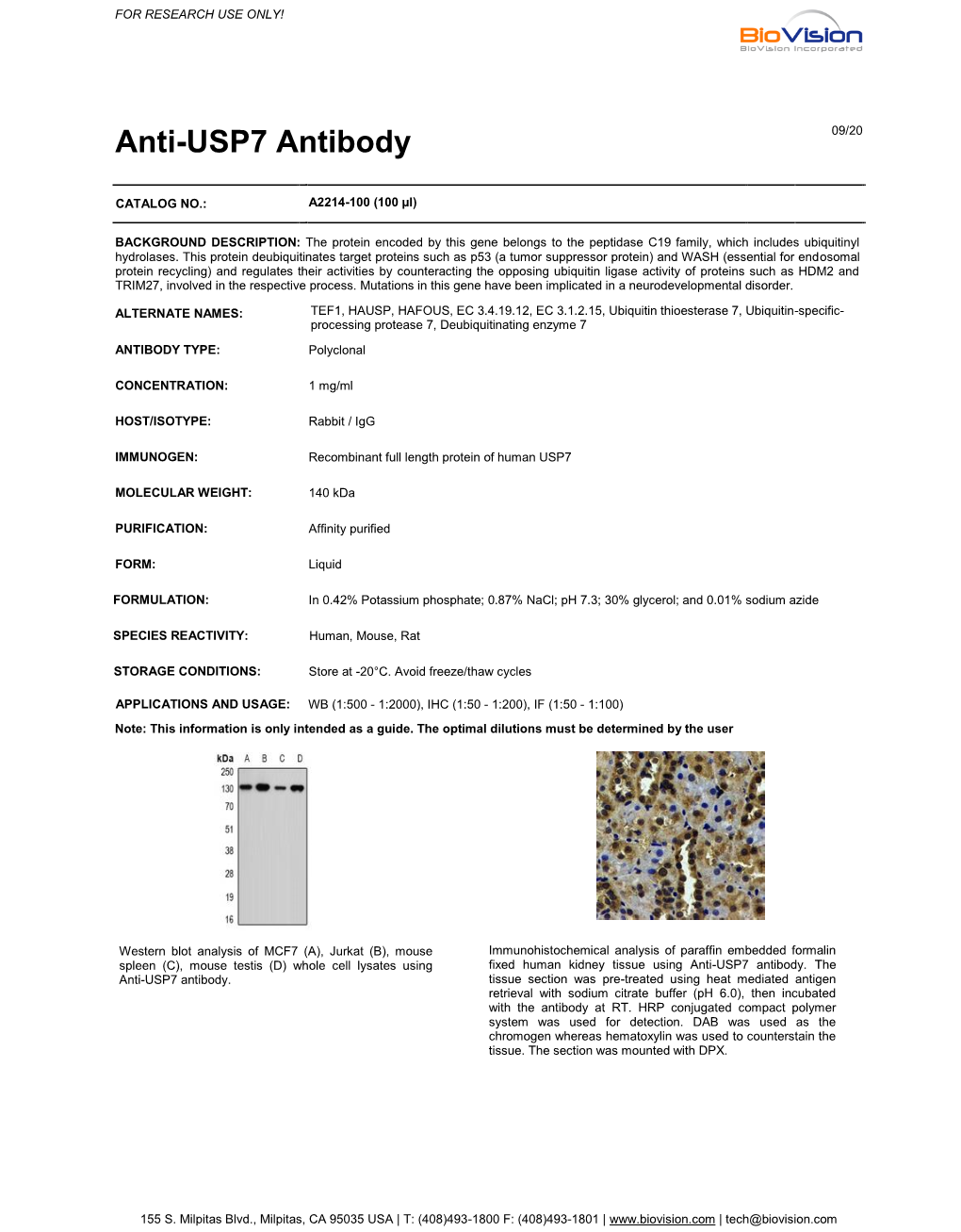 Anti-USP7 Antibody