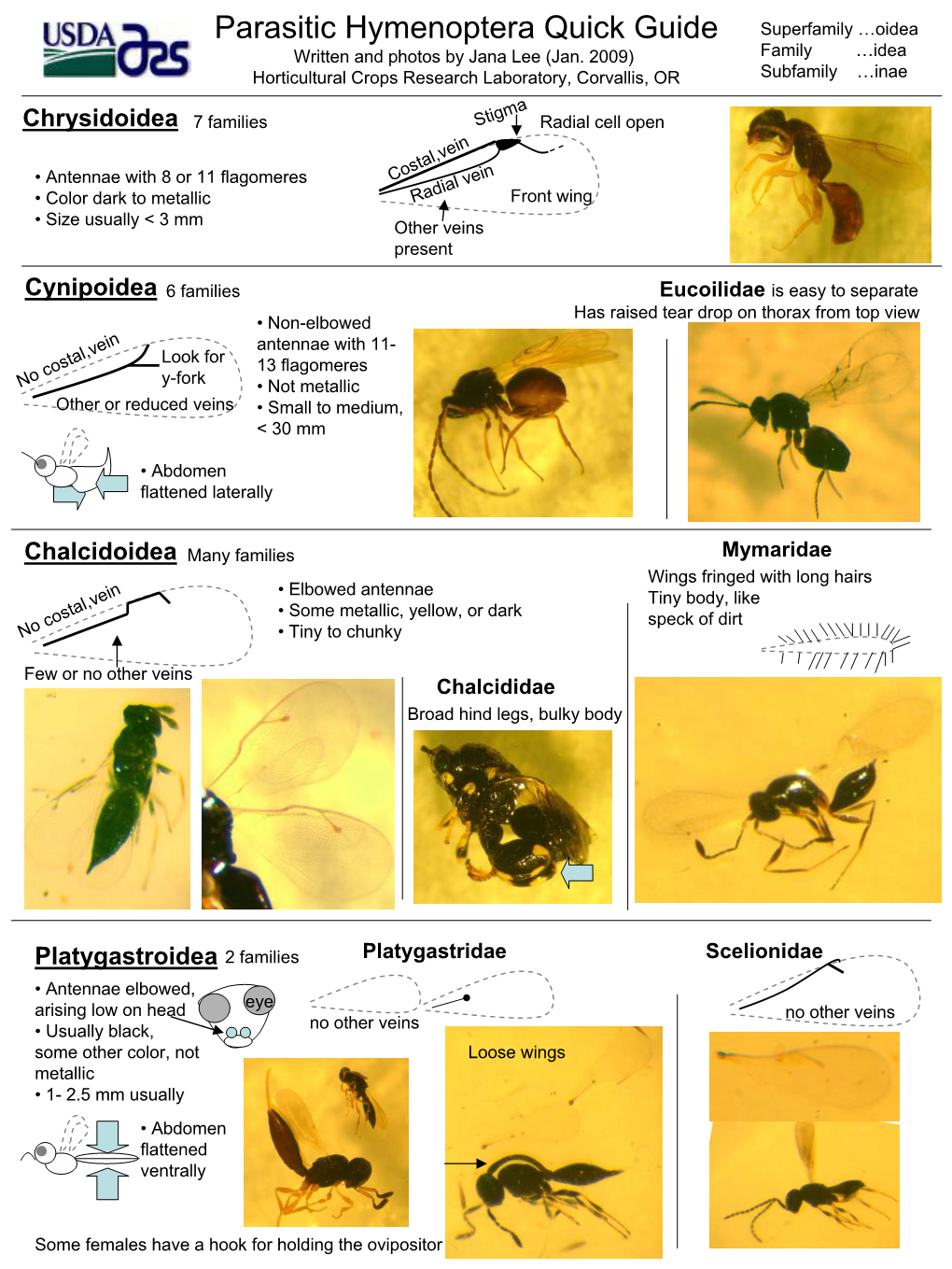 Parasitic Hymenoptera Quick Guide Superfamily …Oidea Written and Photos by Jana Lee (Jan