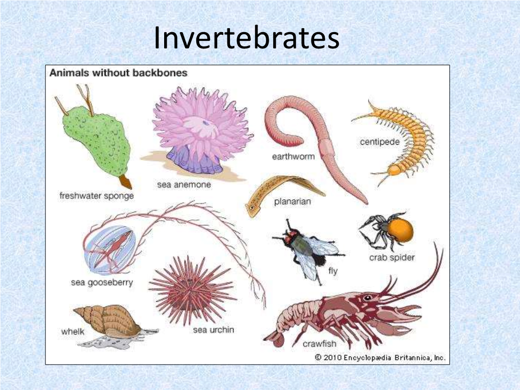 Invertebrates Invertebrates: • Are Animals Without Backbones • Represent 95% of the Animal Kingdom Animal Diversity Morphological Vs