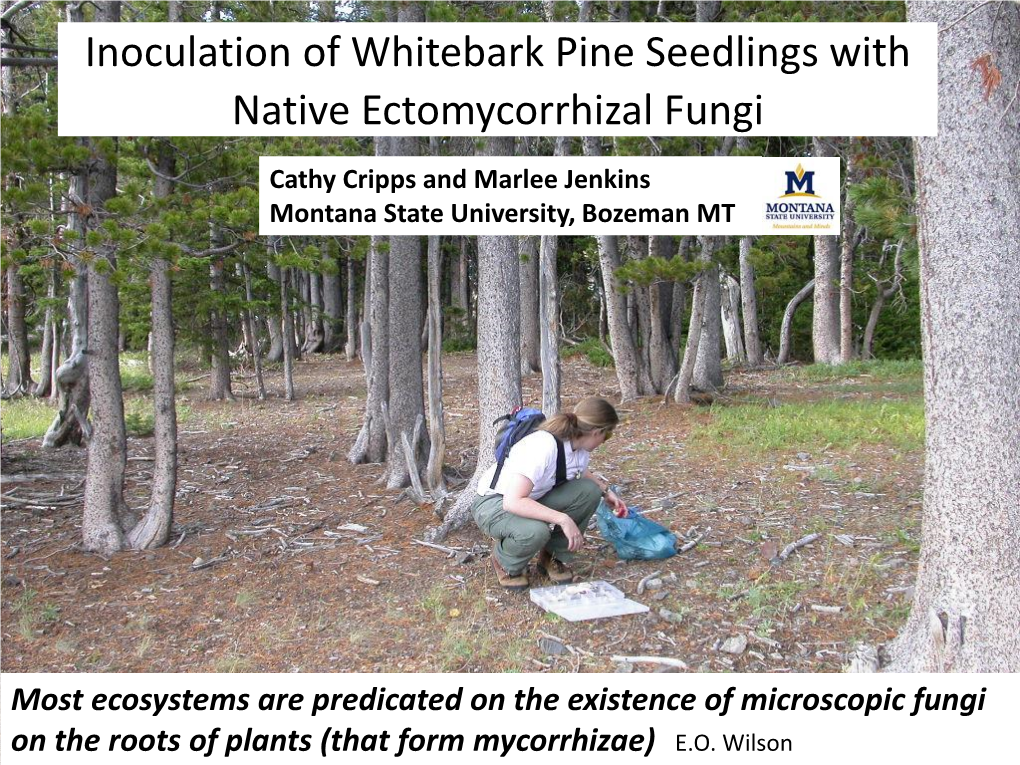 Inoculation of Whitebark Pine Seedlings with Native Ectomycorrhizal Fungi