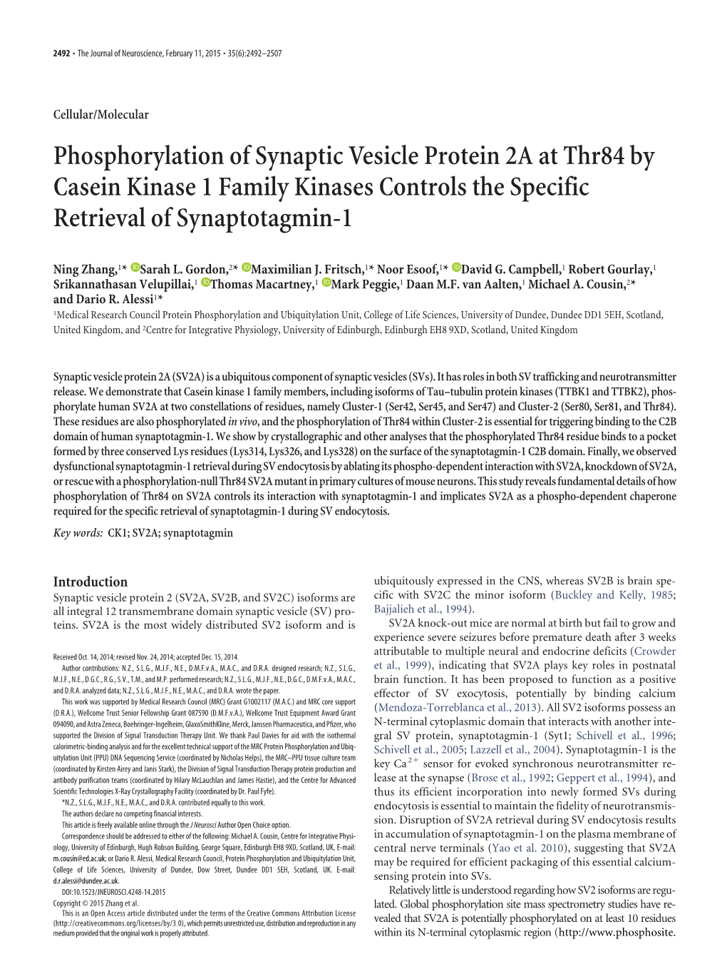 Phosphorylation of Synaptic Vesicle Protein 2A at Thr84 by Casein Kinase 1 Family Kinases Controls the Specific Retrieval of Synaptotagmin-1