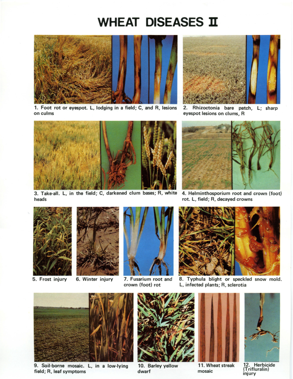 Wheat Diseases Ii