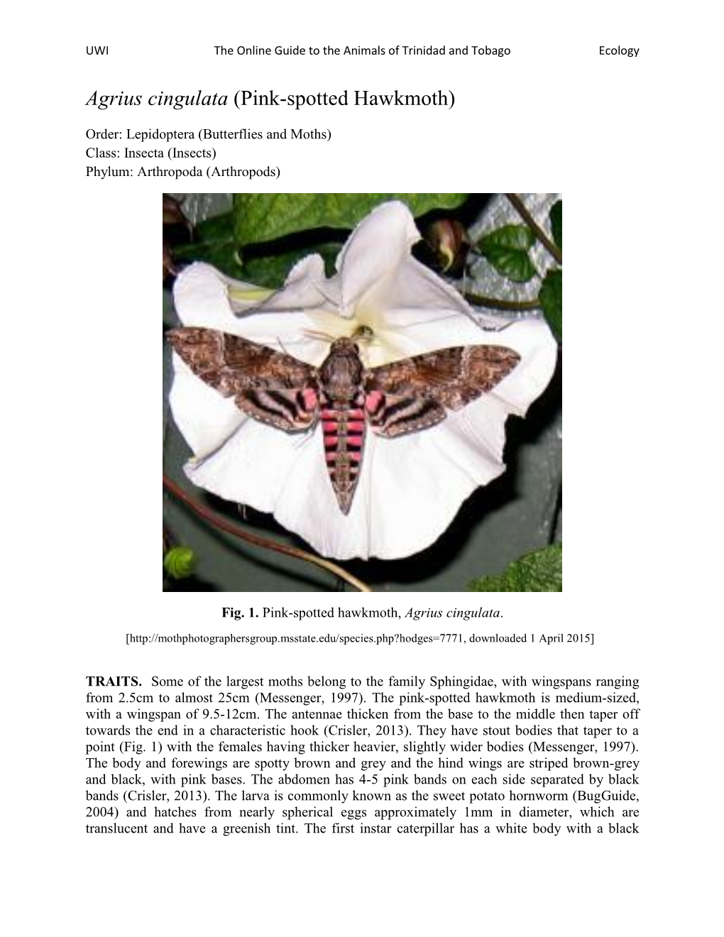 Agrius Cingulata (Pink-Spotted Hawkmoth)