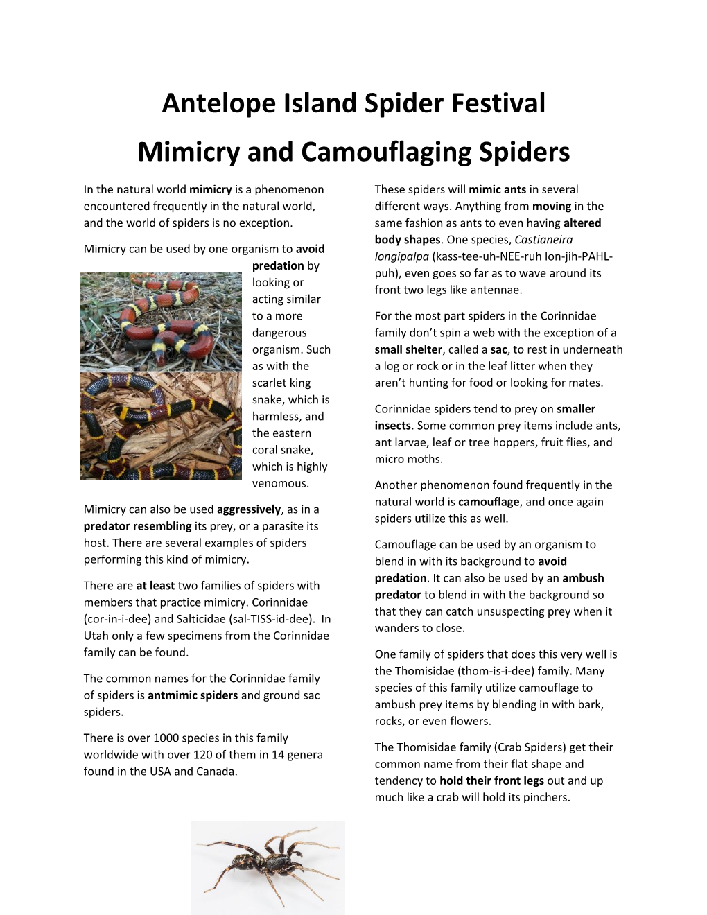 Mimicry and Camouflaging Spiders