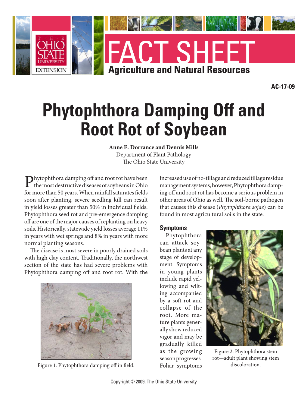 Phytophthora Damping Off and Root Rot of Soybean Anne E