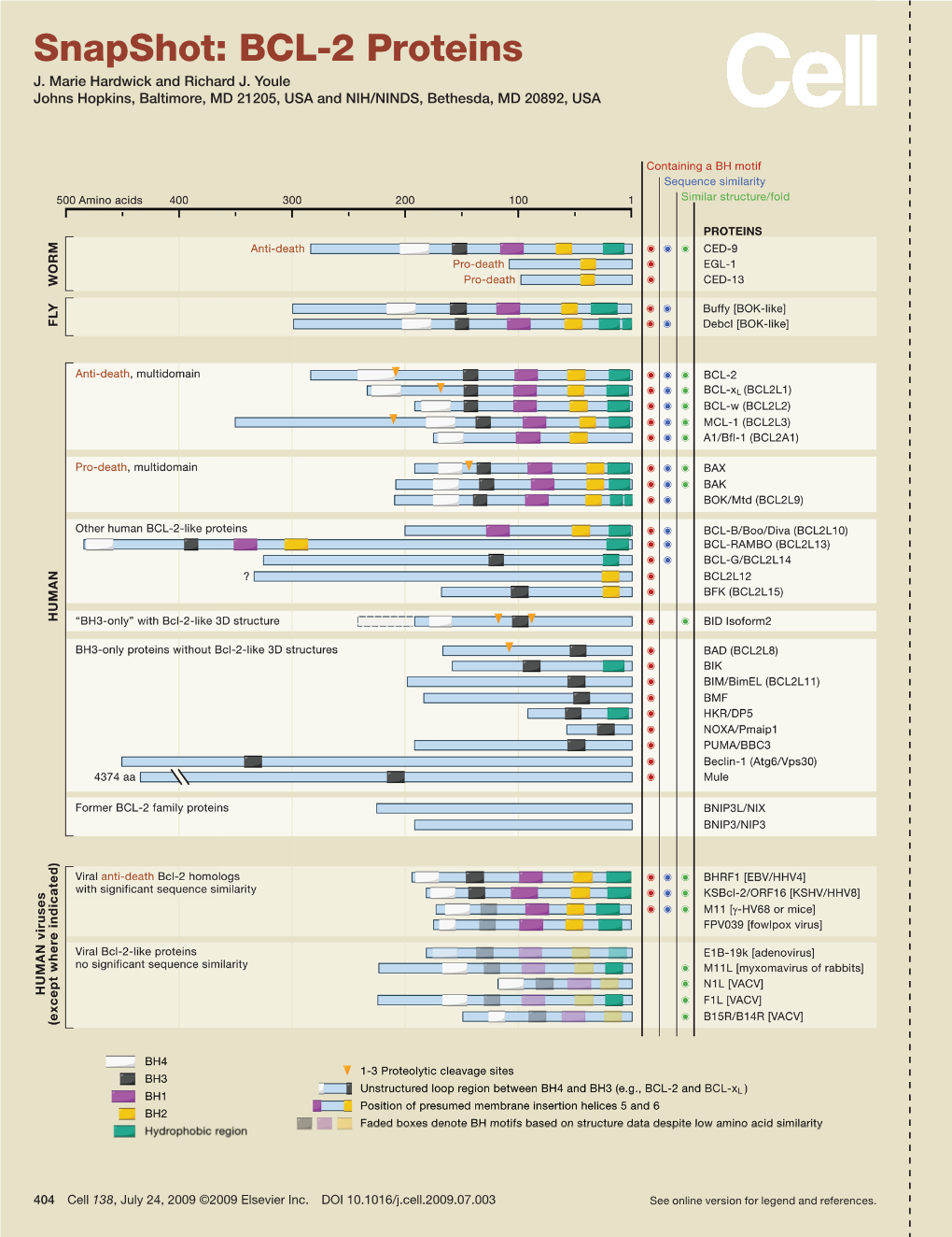 Snapshot: BCL-2 Proteins J