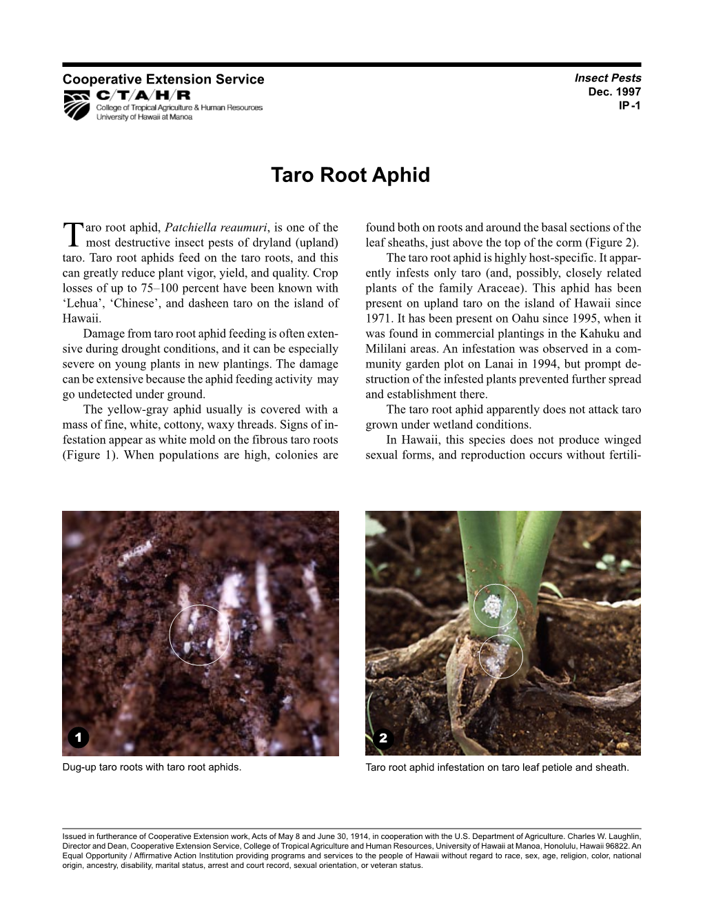 Taro Root Aphid