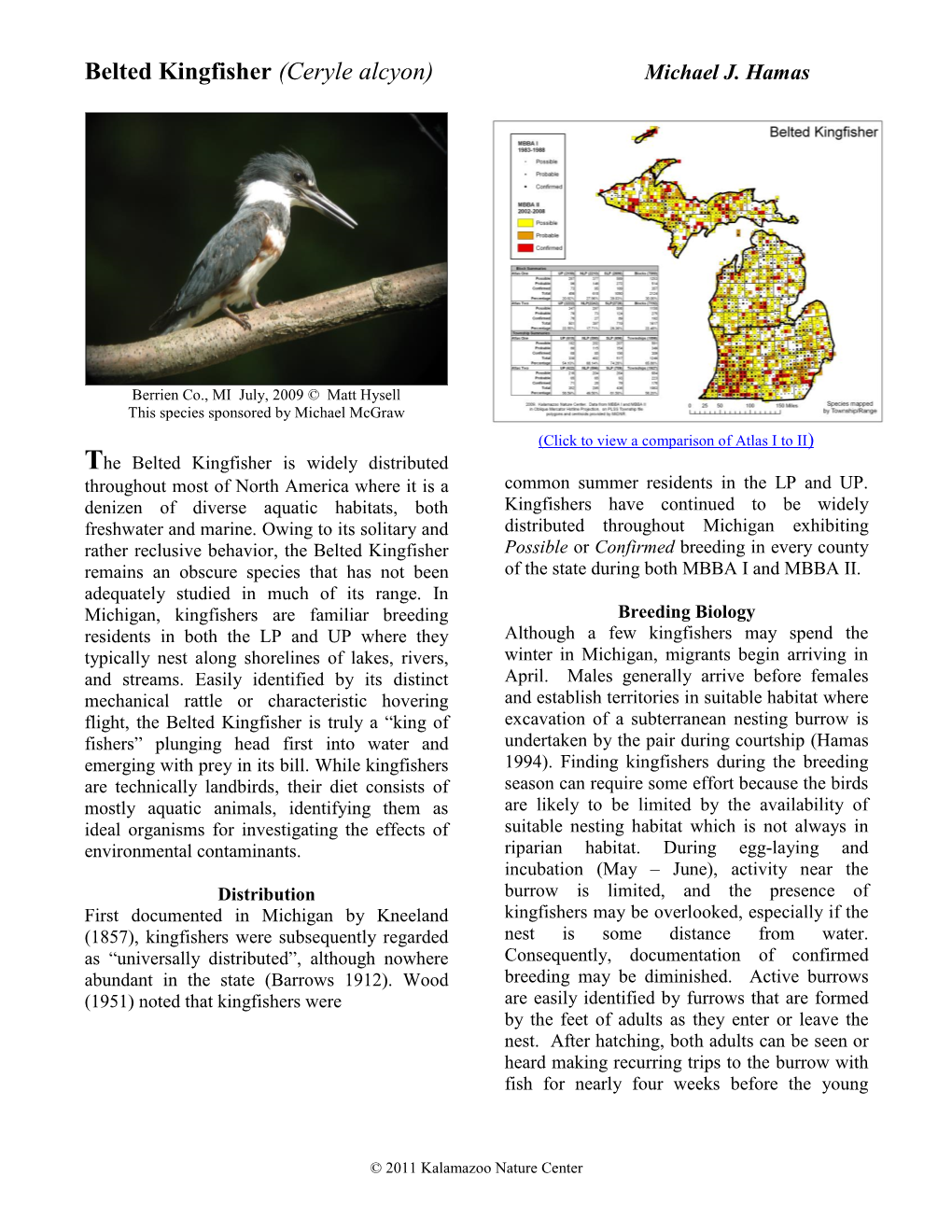 Belted Kingfisher (Ceryle Alcyon) Michael J