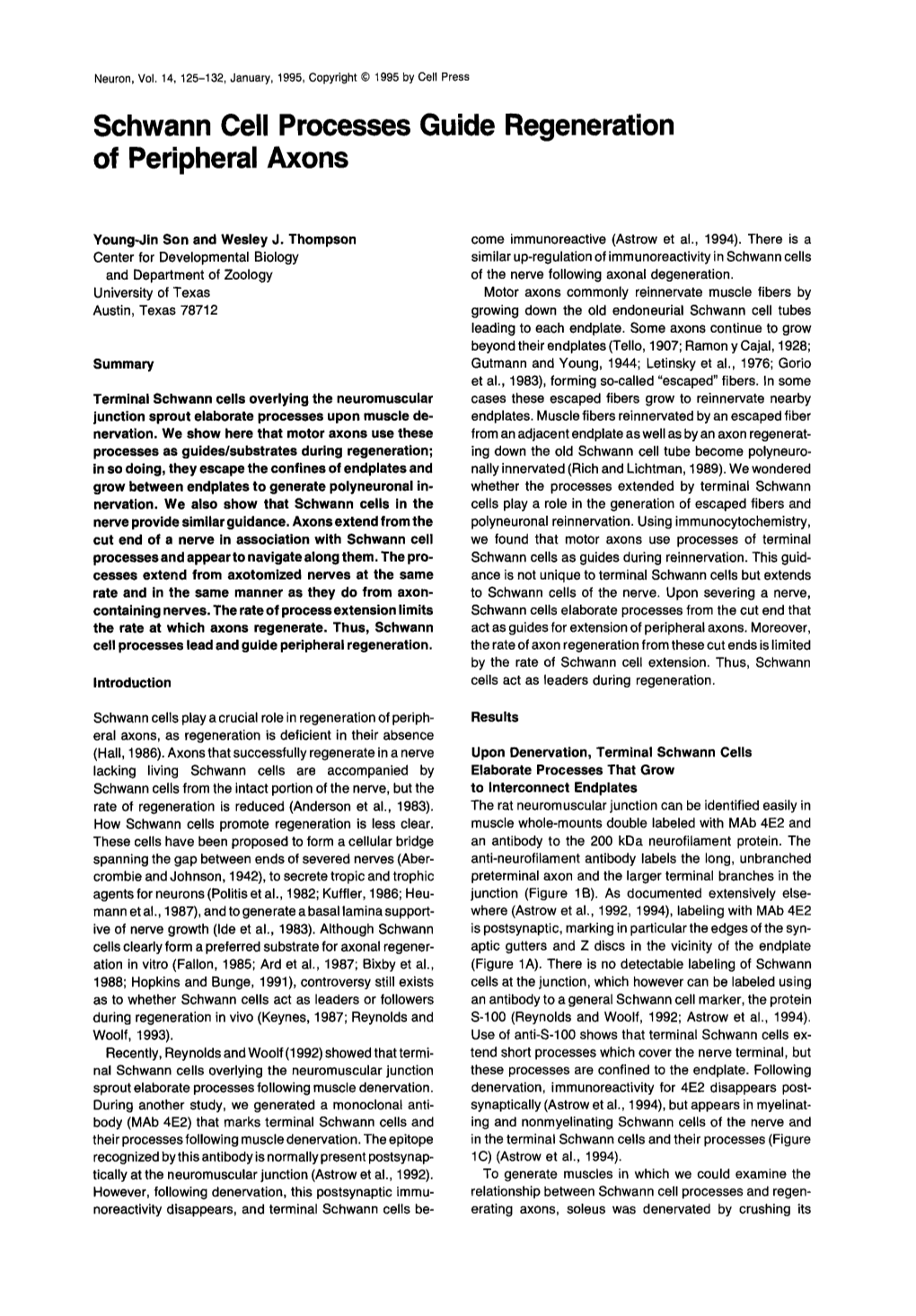 Schwann Cell Processes Guide Regeneration of Peripheral Axons