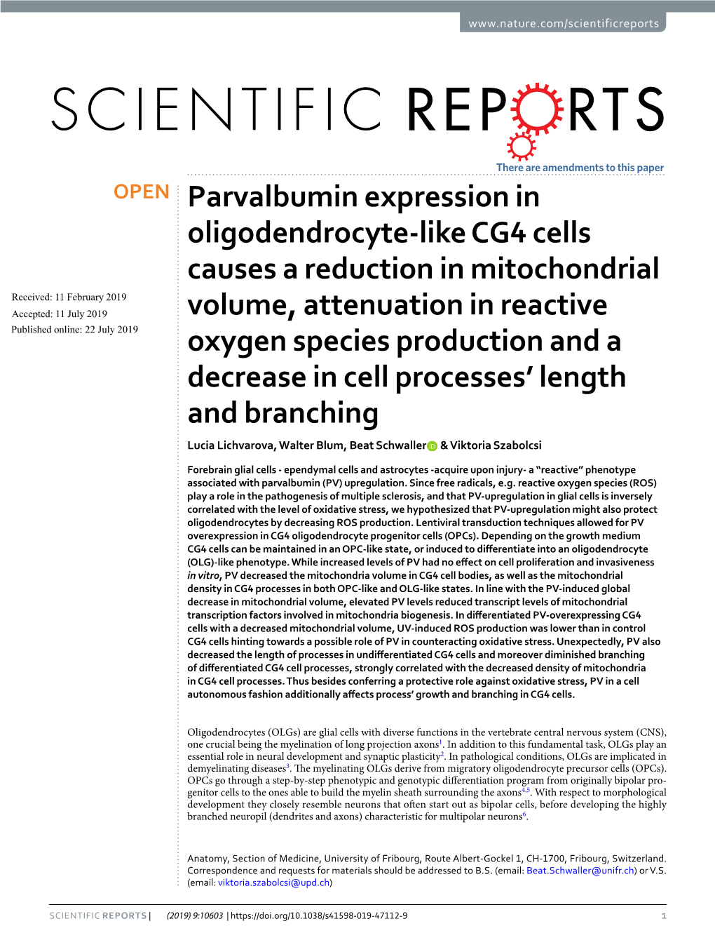 Parvalbumin Expression in Oligodendrocyte-Like CG4 Cells