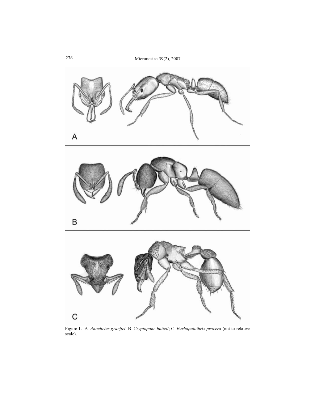 Plates for Ants of Micronesia.Pdf