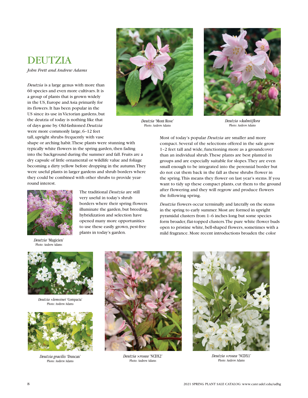 Deutzia John Frett and Andrew Adams