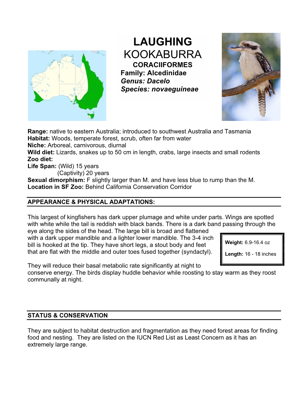 LAUGHING KOOKABURRA CORACIIFORMES Family: Alcedinidae Genus: Dacelo Species: Novaeguineae