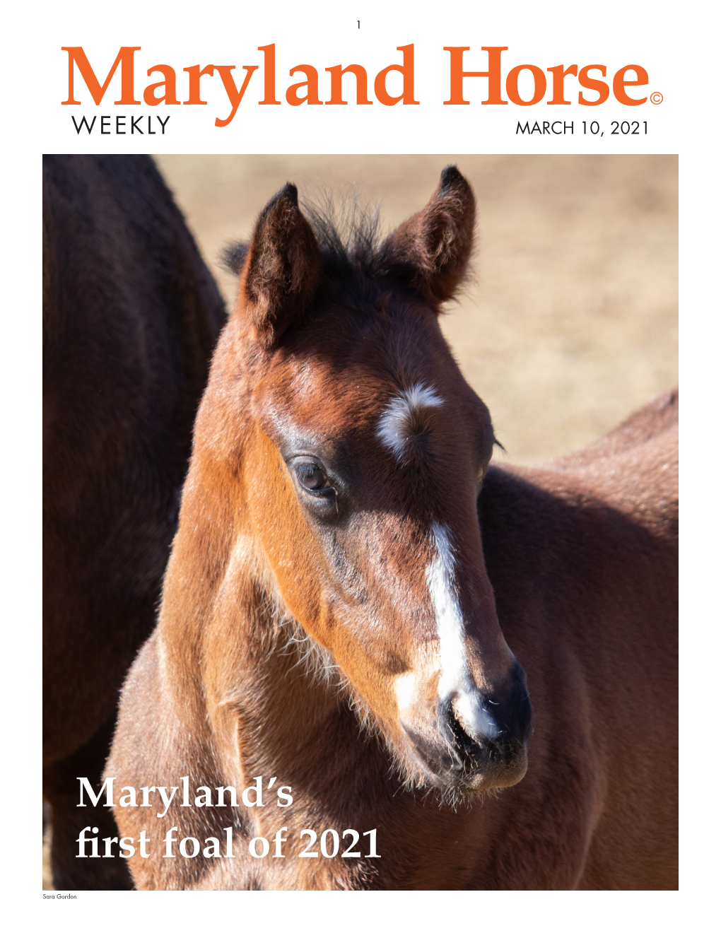 Maryland's First Foal of 2021