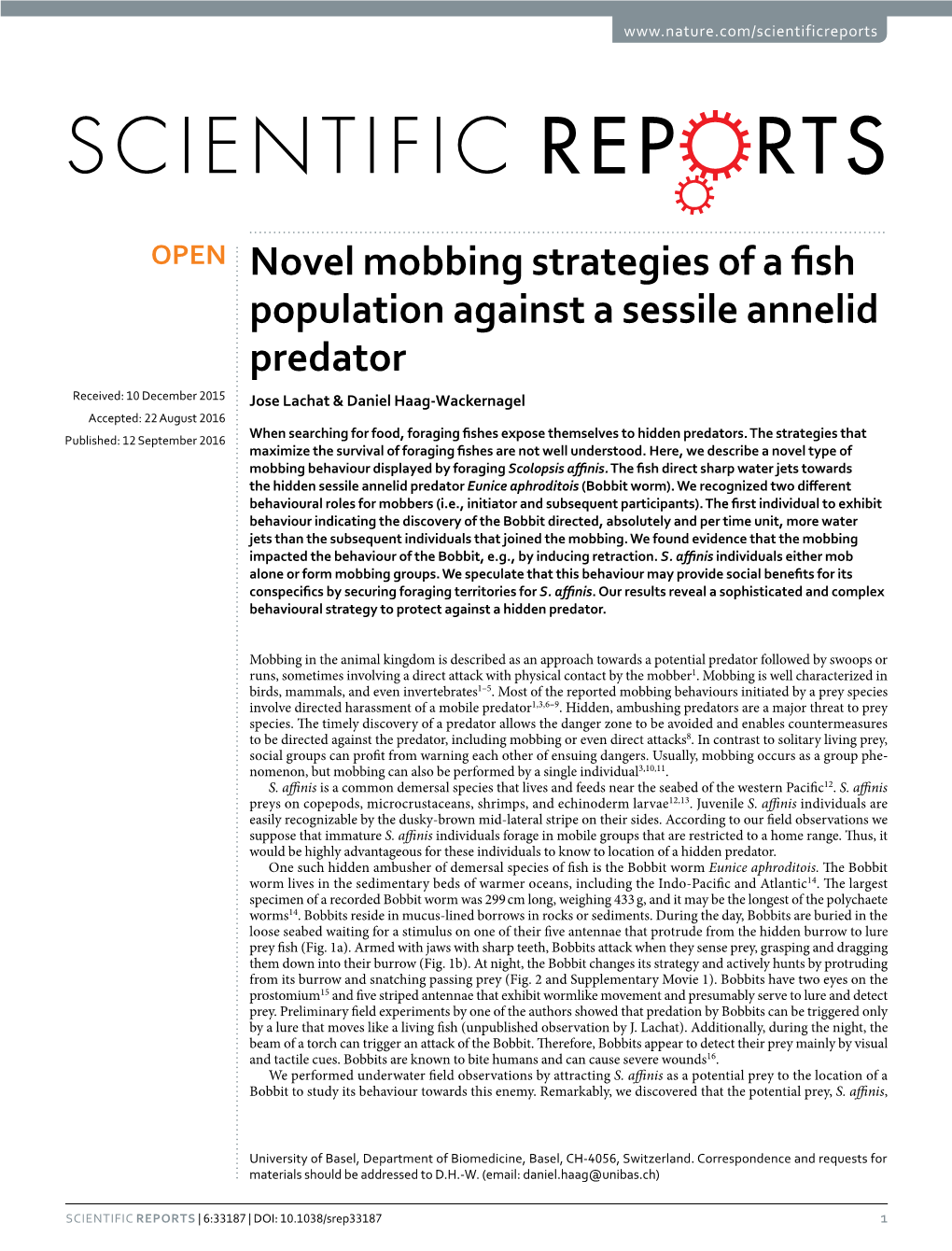 Novel Mobbing Strategies of a Fish Population Against a Sessile