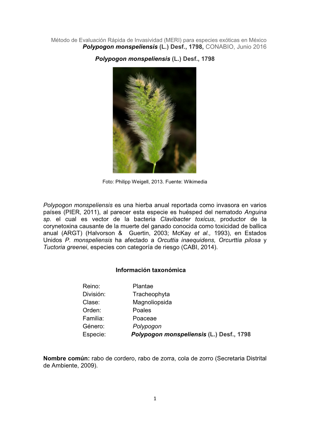 Polypogon Monspeliensis (L.) Desf., 1798, CONABIO, Junio 2016 Polypogon Monspeliensis (L.) Desf., 1798