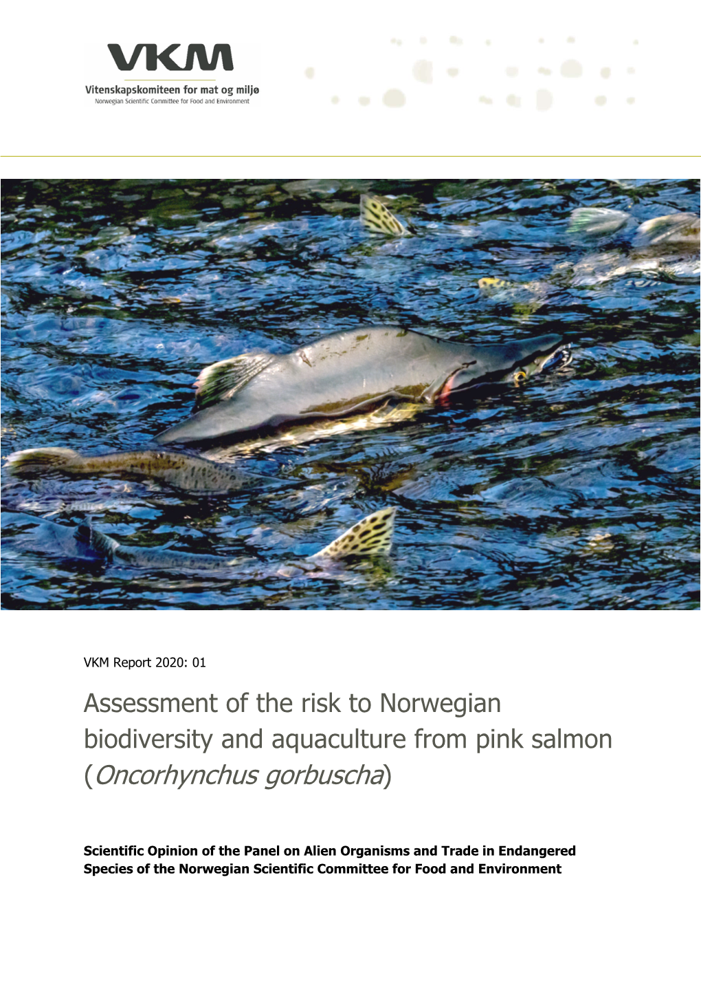 Assessment of the Risk to Norwegian Biodiversity and Aquaculture from Pink Salmon