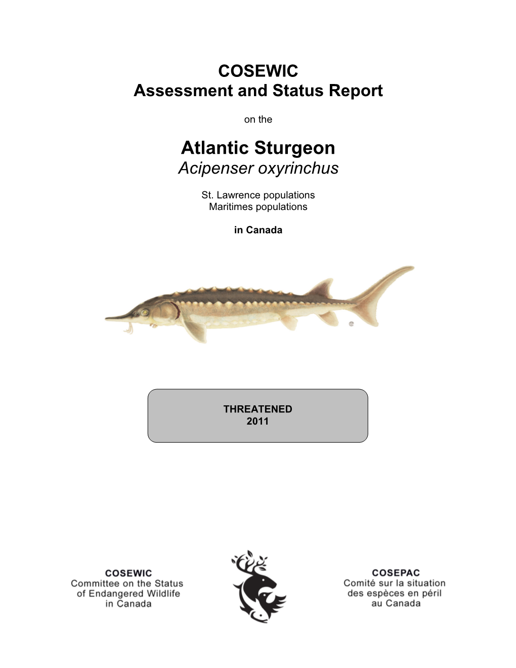 Atlantic Sturgeon Acipenser Oxyrinchus