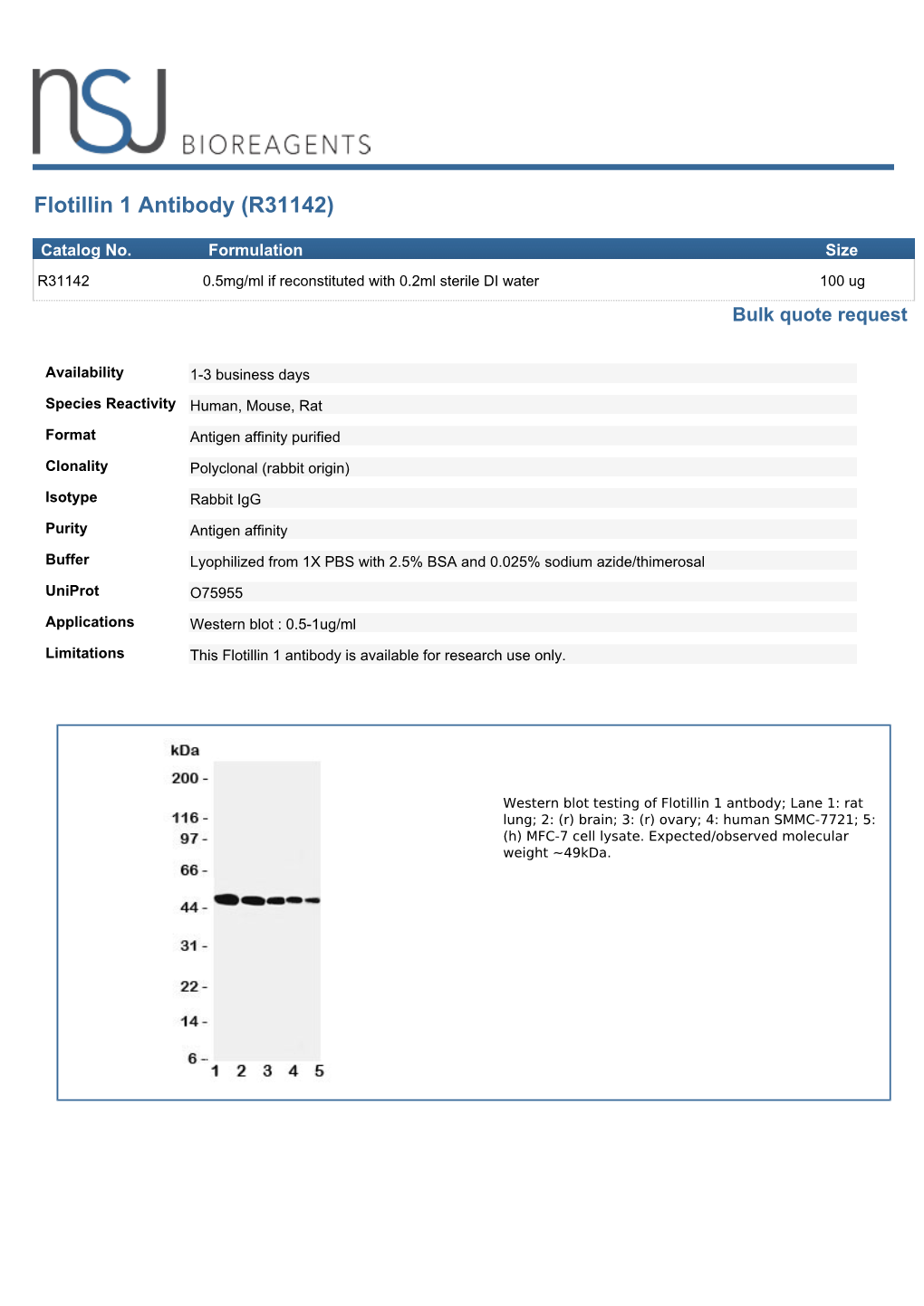 Flotillin 1 Antibody (R31142)